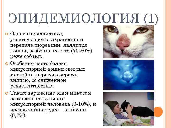 ЭПИДЕМИОЛОГИЯ (1) Основные животные, участвующие в сохранении и передаче инфекции, являются кошки, особенно котята