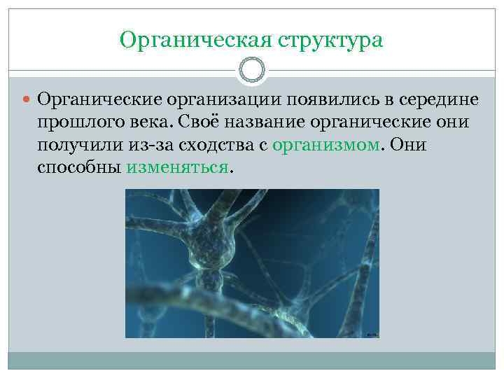    Органическая структура  Органические организации появились в середине прошлого века. Своё