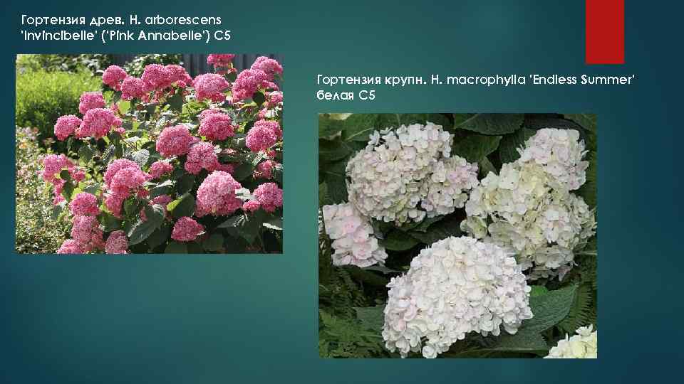 Гортензия древ. H. arborescens 'Invincibelle' ('Pink Annabelle') С 5     