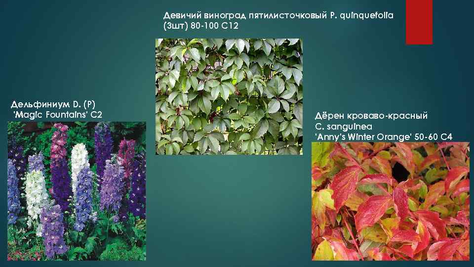     Девичий виноград пятилисточковый P. quinquefolia    (3 шт)
