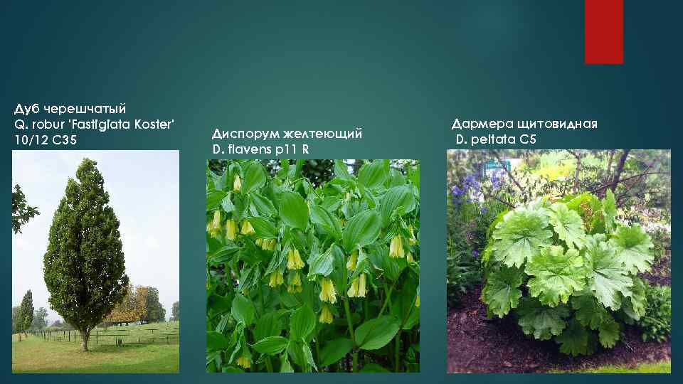 Дуб черешчатый Q. robur 'Fastigiata Koster'    Дармера щитовидная 10/12 С 35