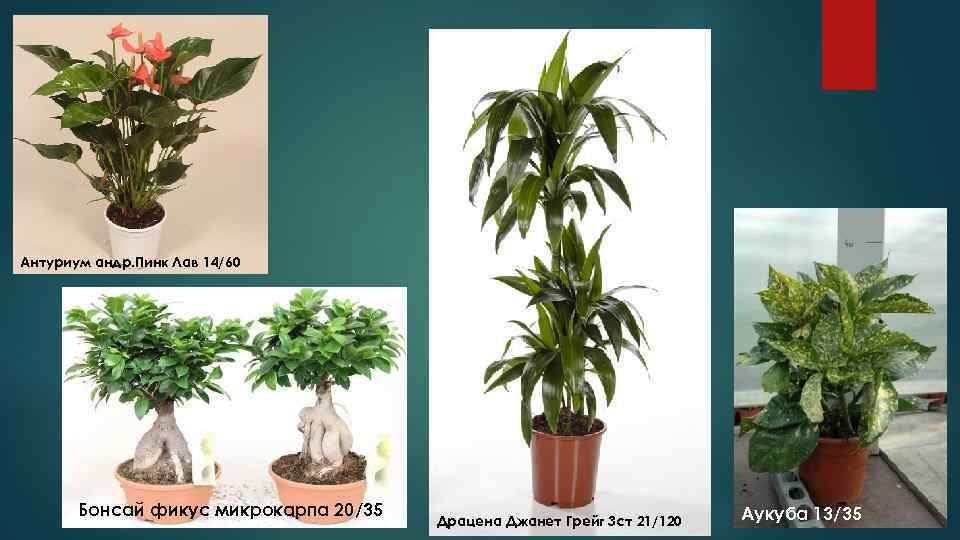 Антуриум андр. Пинк Лав 14/60  Бонсай фикус микрокарпа 20/35    