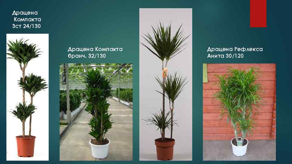 Драцена Компакта 3 ст 24/130   Драцена Компакта  Драцена Рефлекса  
