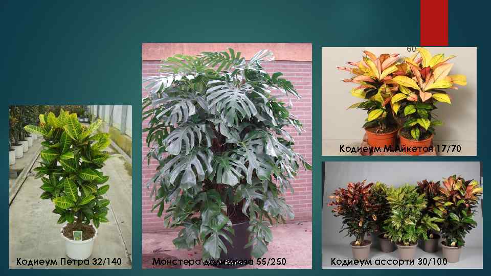     Кодиеум М. Айкетон 17/70 Кодиеум Петра 32/140  Монстера