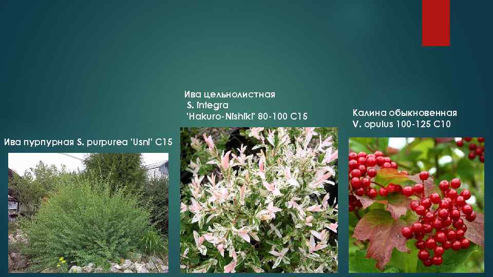     Ива цельнолистная    S. integra   