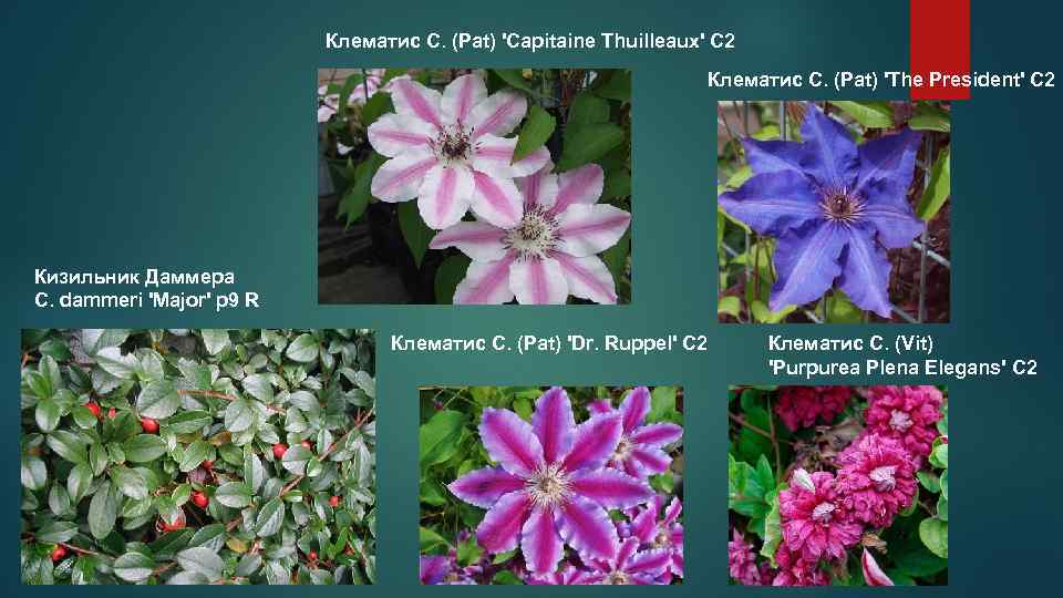      Клематис C. (Pat) 'Capitaine Thuilleaux' С 2  