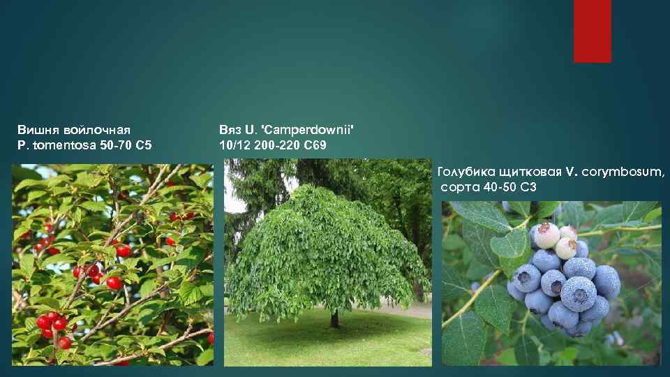 Вишня войлочная   Вяз U. 'Camperdownii' P. tomentosa 50 -70 С 5 