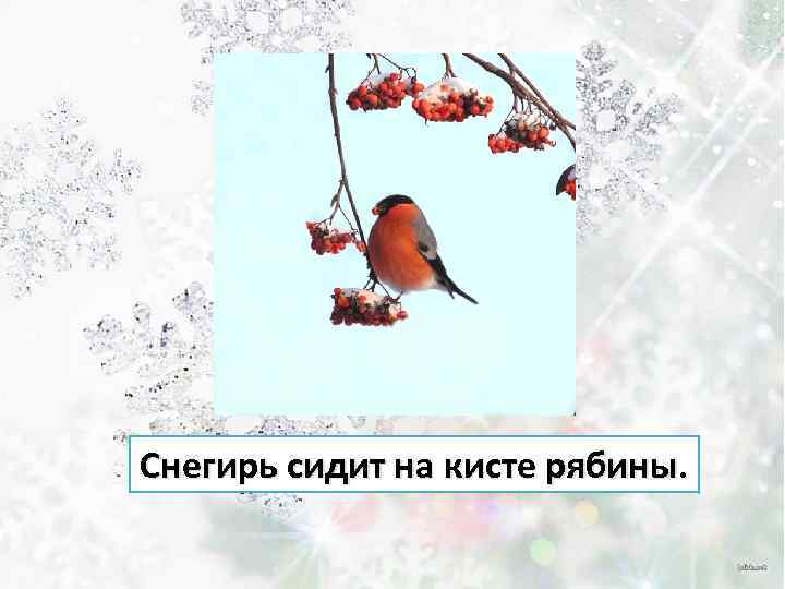 Снегирь сидит на кисте рябины. 