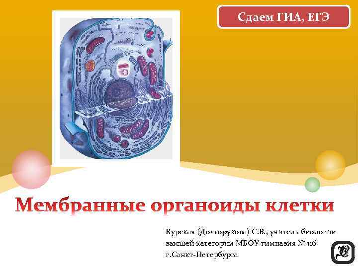    Сдаем ГИА, ЕГЭ Курская (Долгорукова) С. В. , учитель биологии высшей