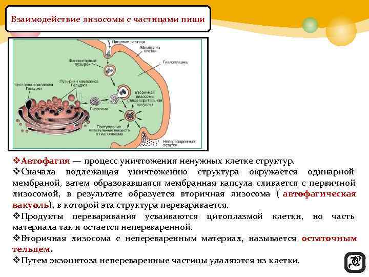 Взаимодействие лизосомы с частицами пищи v. Автофагия — процесс уничтожения ненужных клетке структур. 