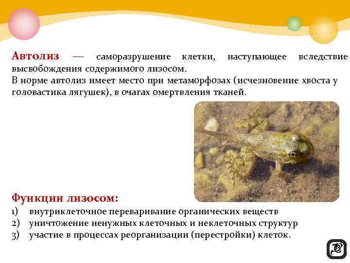 Автолиз — саморазрушение клетки,  наступающее вследствие высвобождения содержимого лизосом.  В норме автолиз