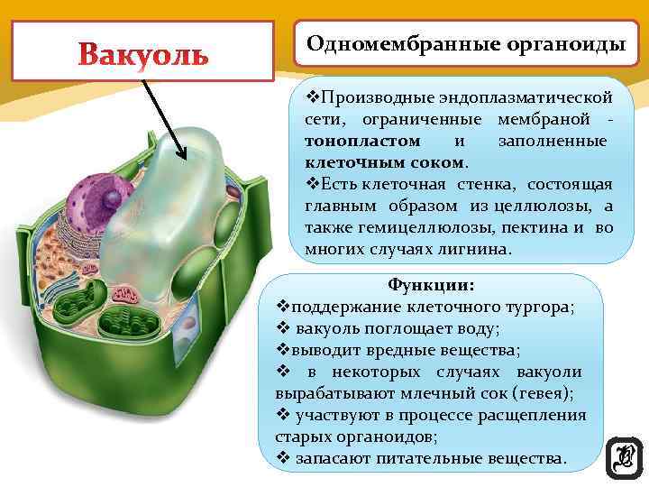  Одномембранные органоиды v. Производные эндоплазматической сети,  ограниченные мембраной - тонопластом и