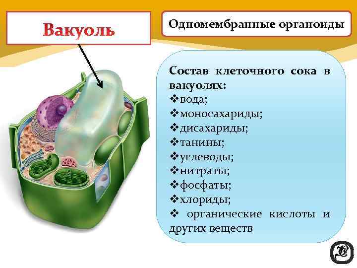 Одномембранные органоиды  Состав клеточного сока в вакуолях: vвода; vмоносахариды; vдисахариды; vтанины;  vуглеводы;