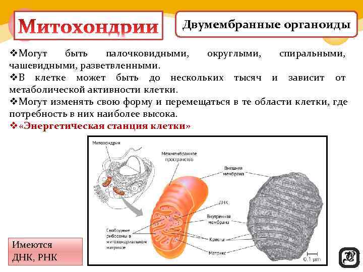        Двумембранные органоиды v. Могут быть палочковидными, 