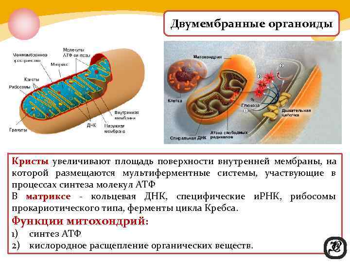       Двумембранные органоиды Кристы увеличивают площадь поверхности внутренней