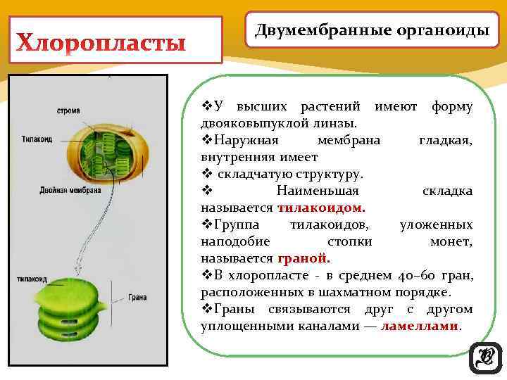  Двумембранные органоиды  v. У высших растений имеют форму двояковыпуклой линзы. 