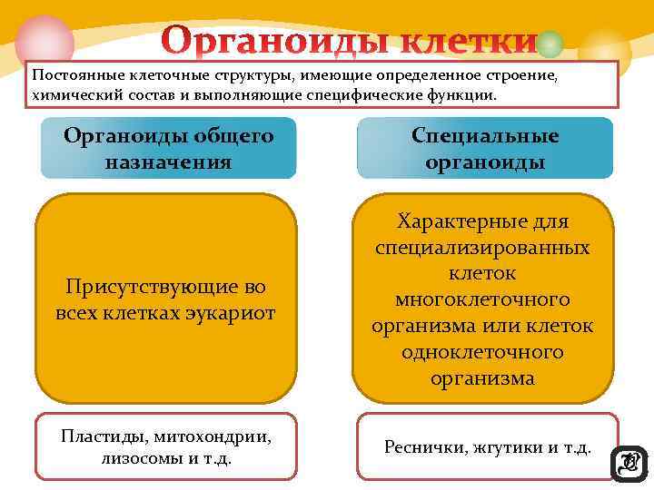 Постоянные клеточные структуры, имеющие определенное строение,  химический состав и выполняющие специфические функции. Органоиды