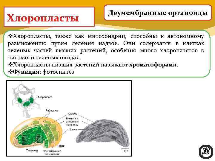        Двумембранные органоиды  v. Хлоропласты,  также