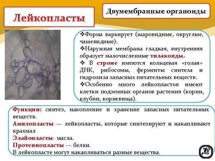      Двумембранные органоиды     v. Форма