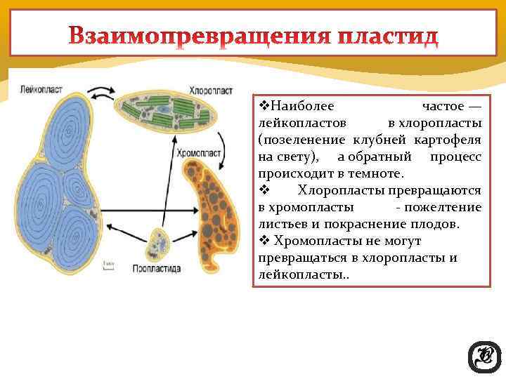 v. Наиболее    частое — лейкопластов  в хлоропласты (позеленение клубней картофеля
