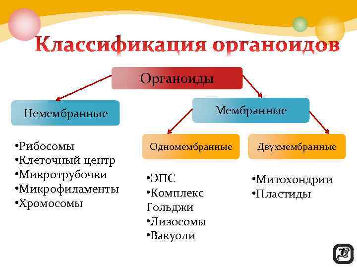 Одномембранные органоиды схема