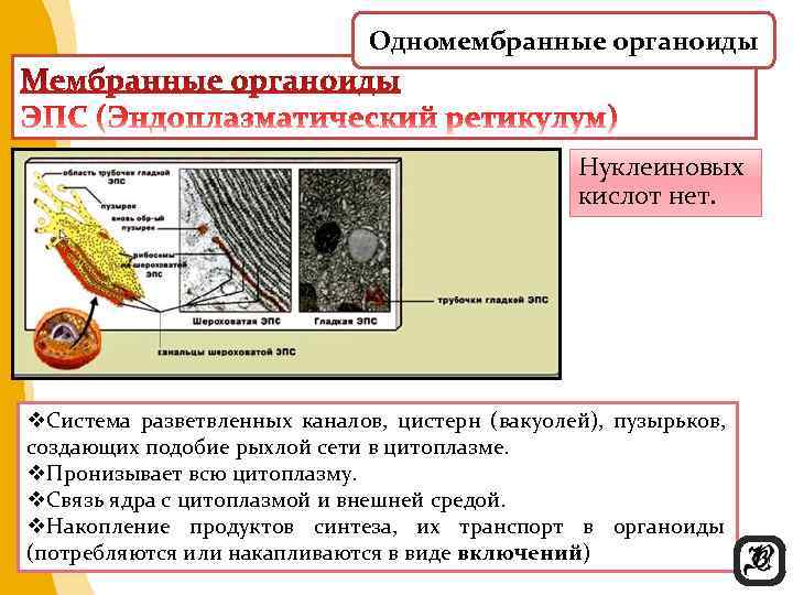        Одномембранные органоиды     