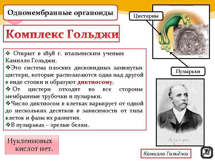 Одномембранные органоиды      Цистерны v Открыт в 1898 г. 