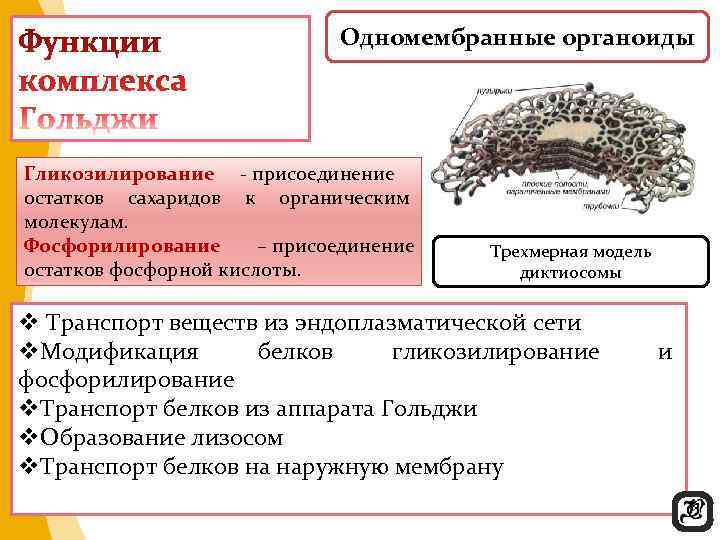 Одномембранный органоид наличие крист