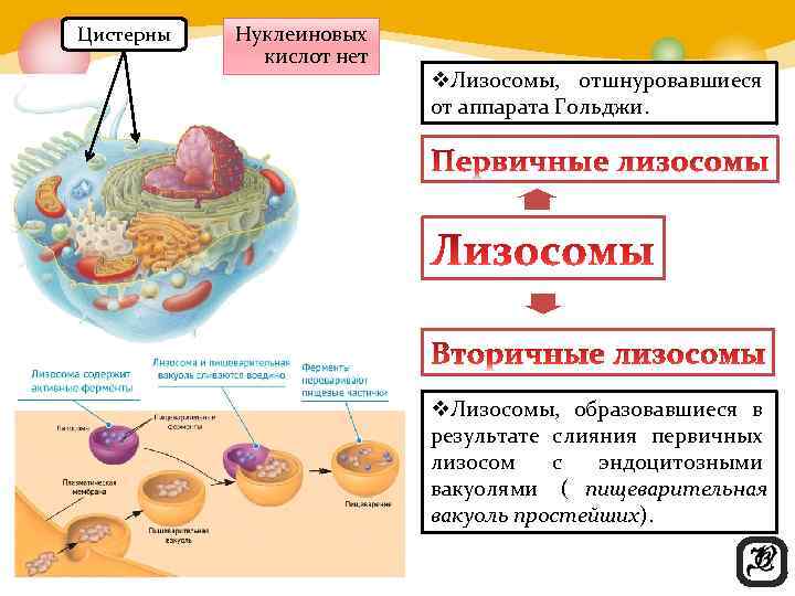 Цистерны  Нуклеиновых    кислот нет      v.