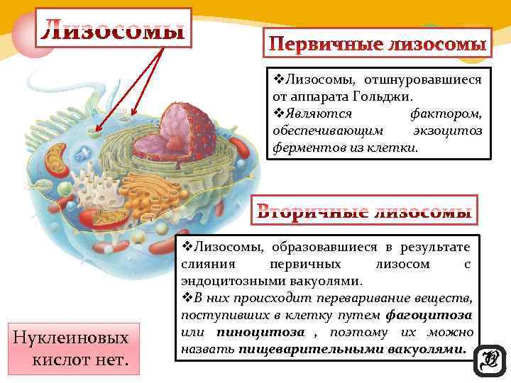      v. Лизосомы,  отшнуровавшиеся     