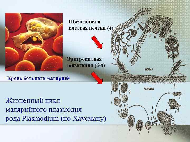      Шизогония в    клетках печени (4) 
