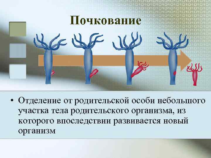   Почкование • Отделение от родительской особи небольшого  участка тела родительского