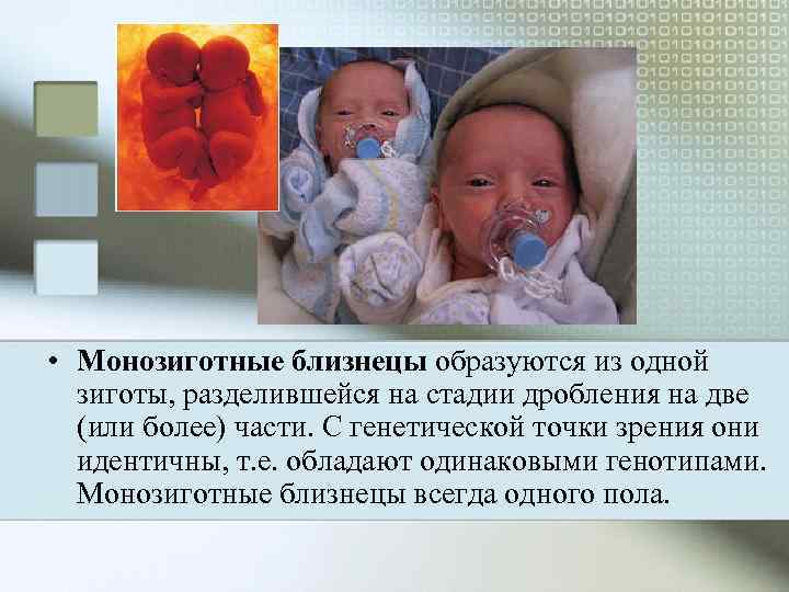  • Монозиготные близнецы образуются из одной  зиготы, разделившейся на стадии дробления на