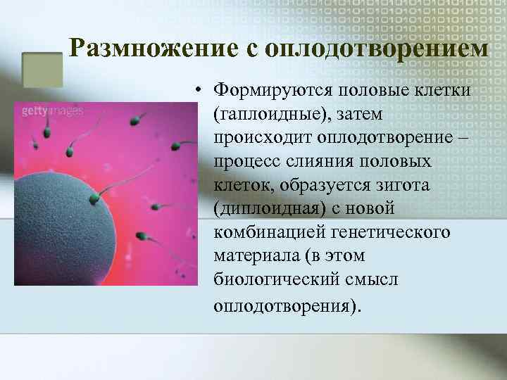 Размножение с оплодотворением   • Формируются половые клетки  (гаплоидные), затем  происходит