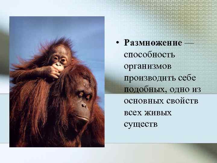  • Размножение —  способность  организмов  производить себе  подобных, одно