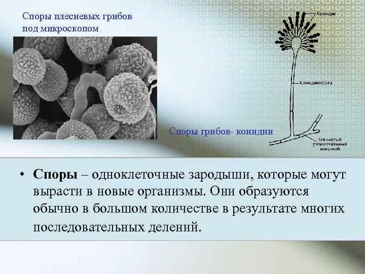 Споры плесневых грибов под микроскопом     Споры грибов- конидии • Споры