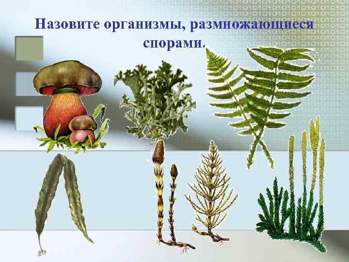 Назовите организмы, размножающиеся    спорами. 