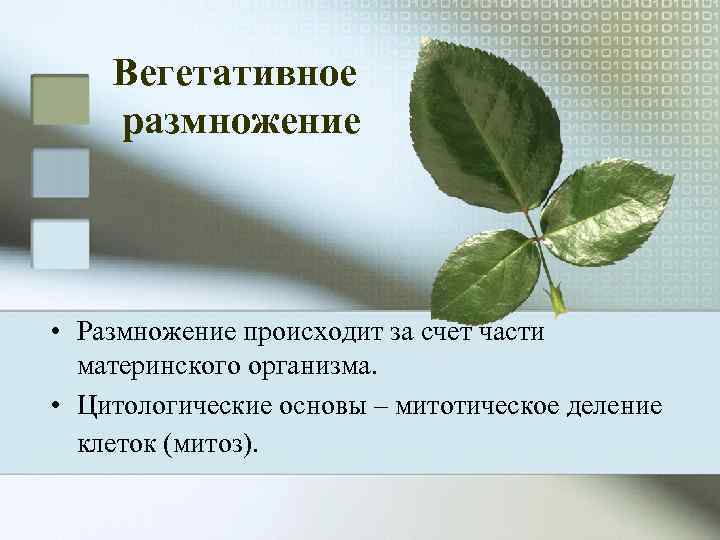   Вегетативное размножение • Размножение происходит за счет части  материнского организма. 