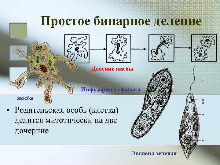    Простое бинарное деление     Деление амебы  