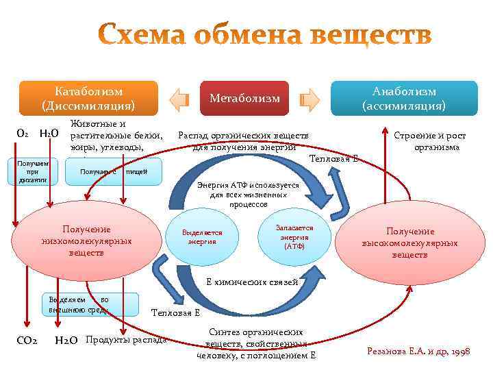   Катаболизм      Анаболизм     Метаболизм