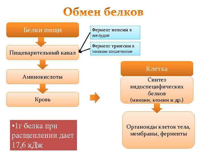   Белки пищи   Фермент пепсин в     желудке