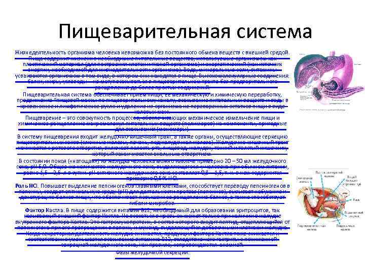     Пищеварительная система Жизнедеятельность организма человека невозможна без постоянного обмена веществ