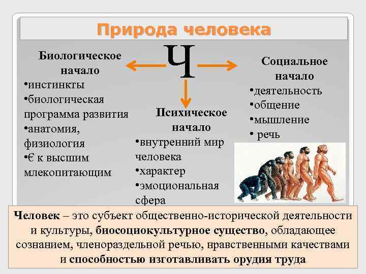    Природа человека Биологическое   начало  • инстинкты  