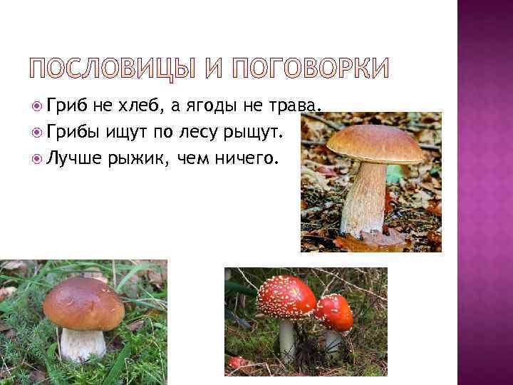  Грибне хлеб, а ягоды не трава.  Грибы ищут по лесу рыщут. 