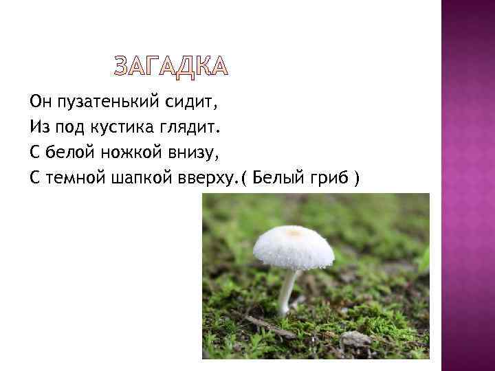 Он пузатенький сидит, Из под кустика глядит. С белой ножкой внизу, С темной шапкой