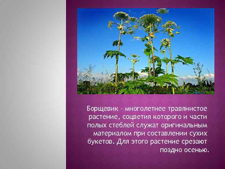 Борщевик – многолетнее травянистое растение, соцветия которого и части полых стеблей служат оригинальным 
