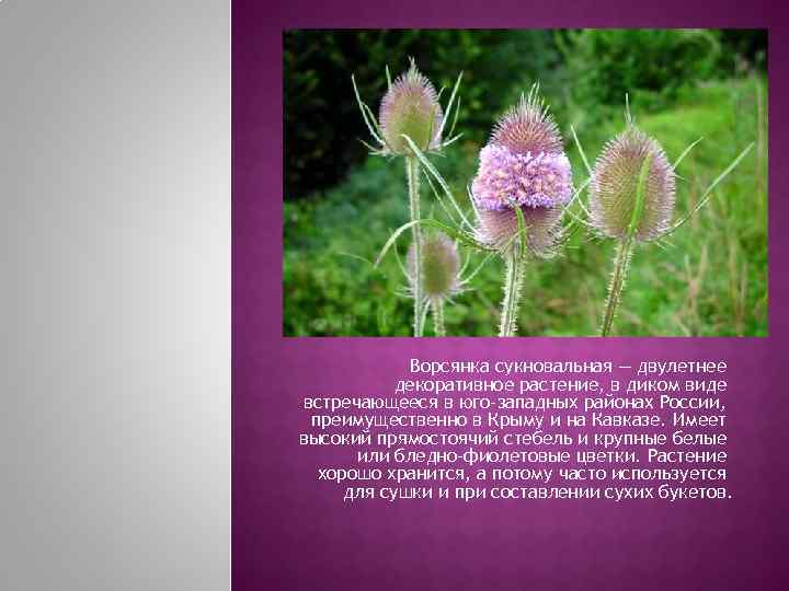   Ворсянка сукновальная — двулетнее  декоративное растение, в диком виде встречающееся в