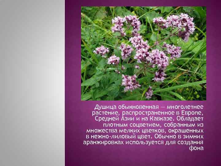   Душица обыкновенная — многолетнее  растение, распространенное в Европе, Средней Азии и