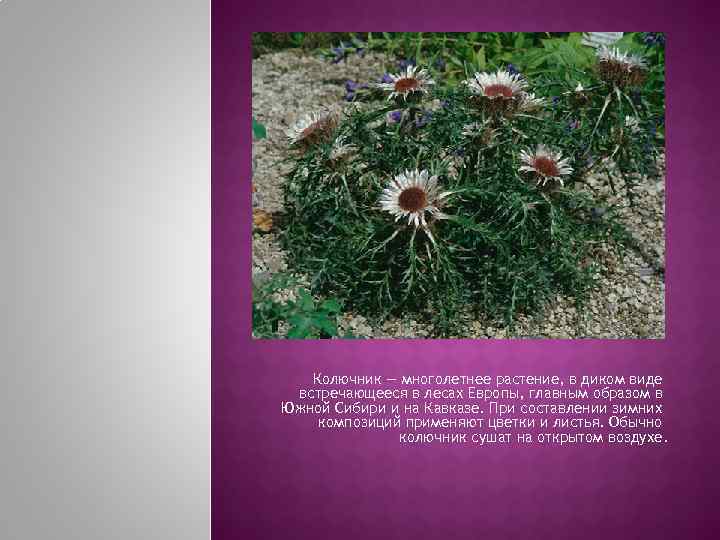   Колючник — многолетнее растение, в диком виде встречающееся в лесах Европы, главным