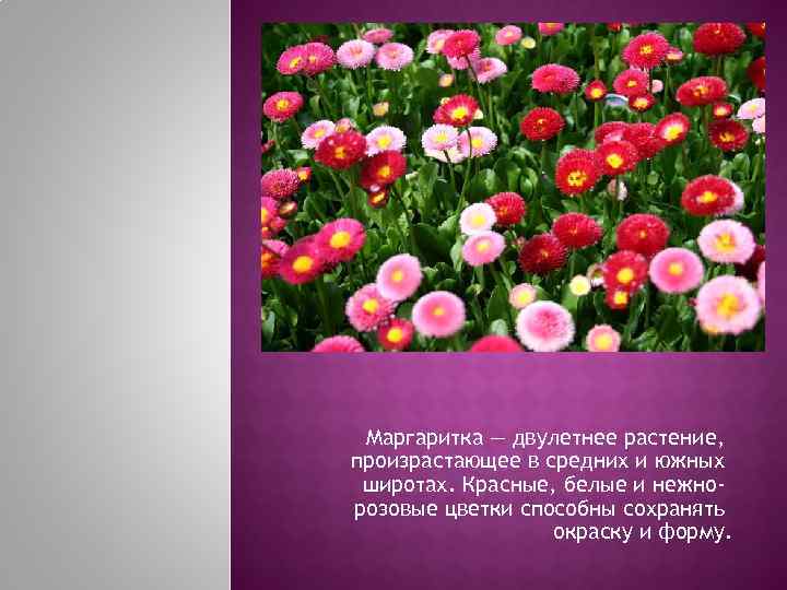  Маргаритка — двулетнее растение, произрастающее в средних и южных широтах. Красные, белые и
